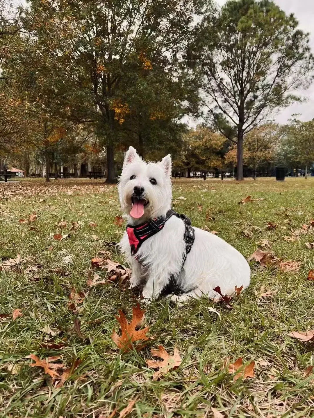 White dog with a red bandana sitting on grass with trees in the background